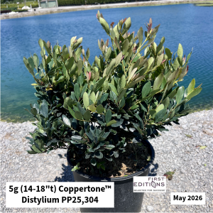 May 2026 5g Coppertone Distylium Website